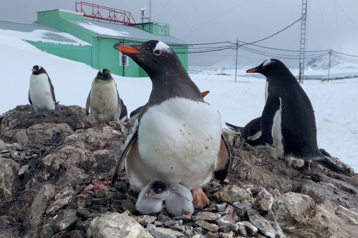 Полярники показали новонароджених пінгвіненят. Ексклюзивне відео з малюками.