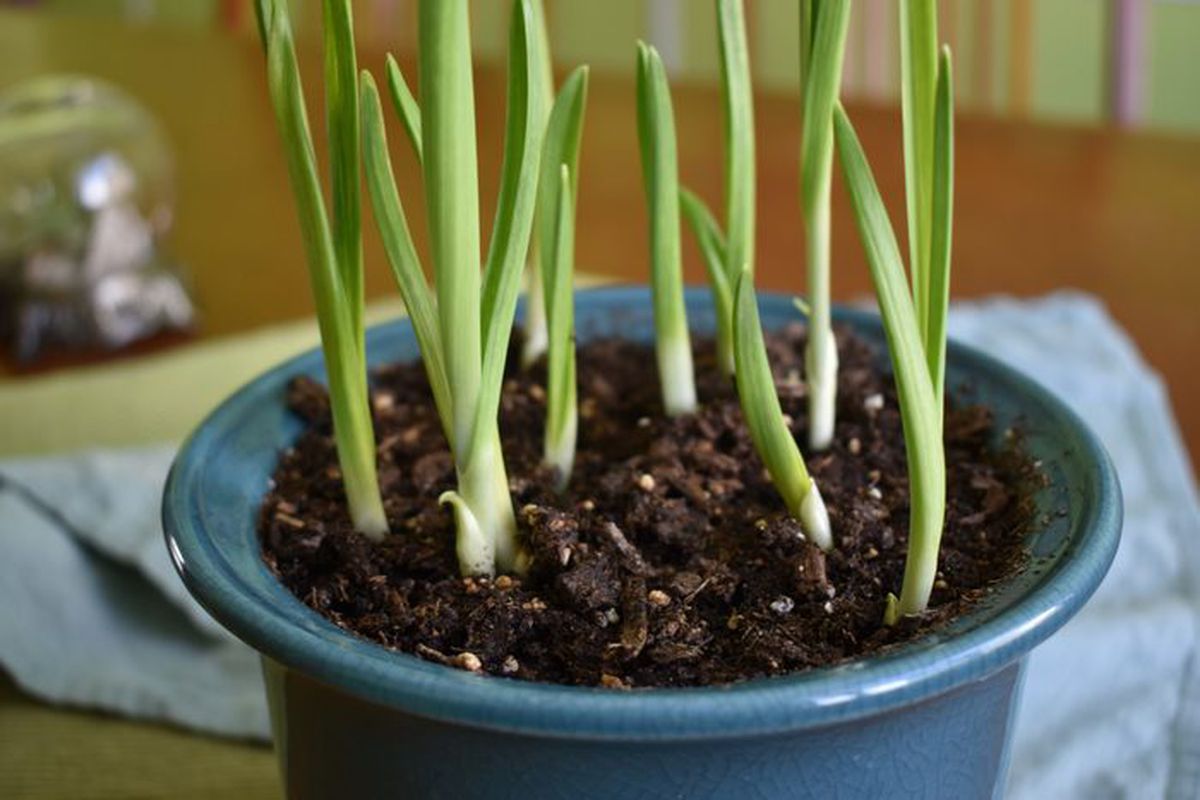 Корисні поради щодо вирощування часнику у своїй квартирі. Вирощувати часник у квартирі досить легко.