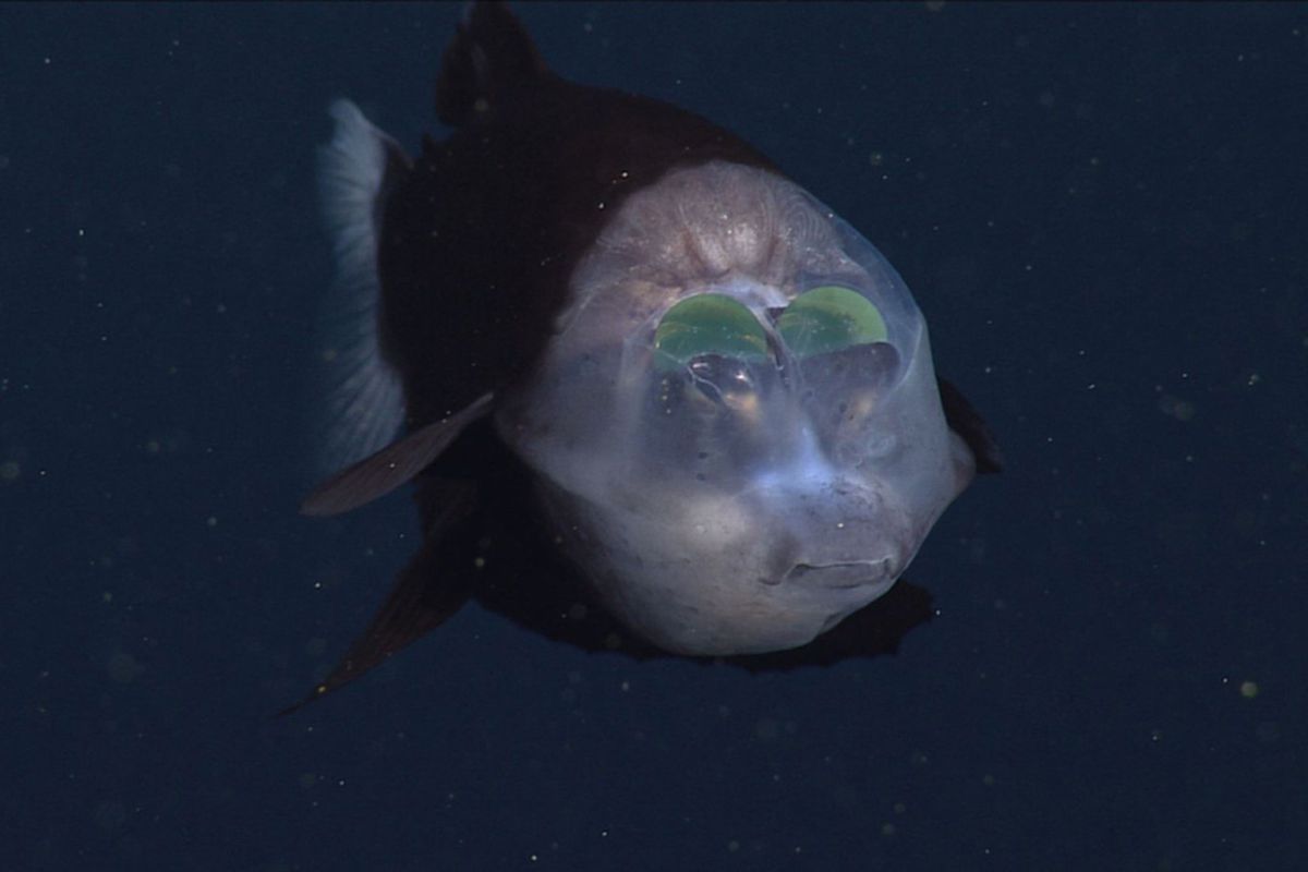 У глибинах Тихого океану дослідники зняли химерну рибу з прозорою головою. Це перша детальна зйомка рідкісної тварини.
