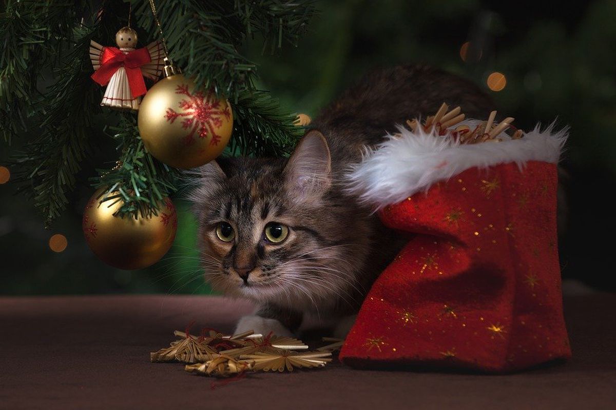 Кмітливий блогер показав ефективний спосіб порятунку новорічної ялинки від кота. Геніальний лайфхак.