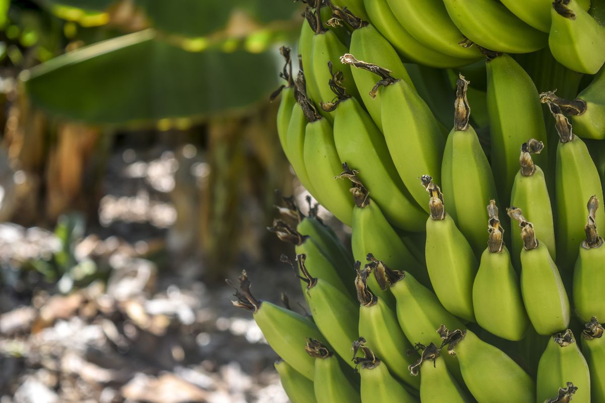 Лікарі розповіли, яку користь людині можуть принести зелені банани. Зелені банани варті того, щоб їх вживати.