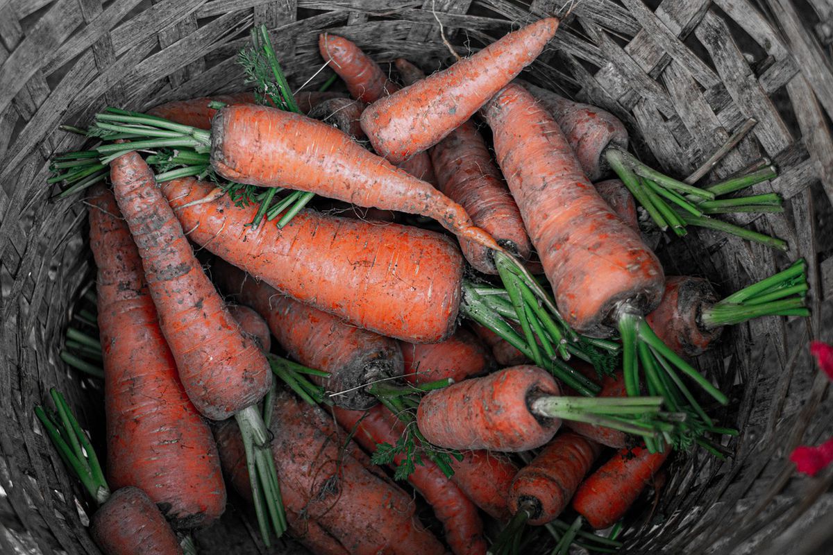 Що можна зробити, щоб морква у льоху не проростала. Існує простий спосіб захисту моркви від проростання у льоху.