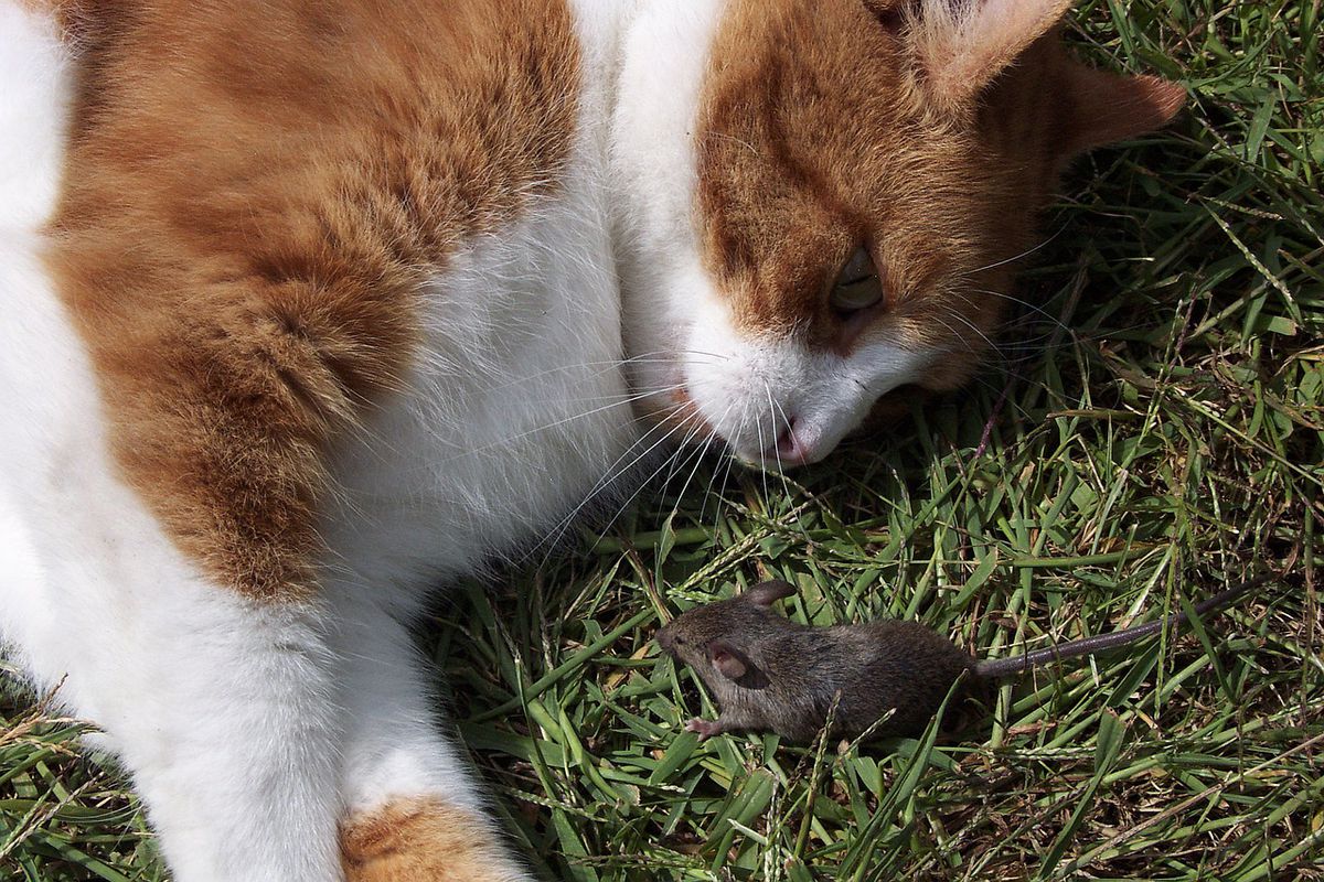 Навіщо кіт волочить мишу до господаря. Кіт ловить мишей і приносить їх в будинок. Чим викликана така поведінка улюбленого домашнього вихованця?