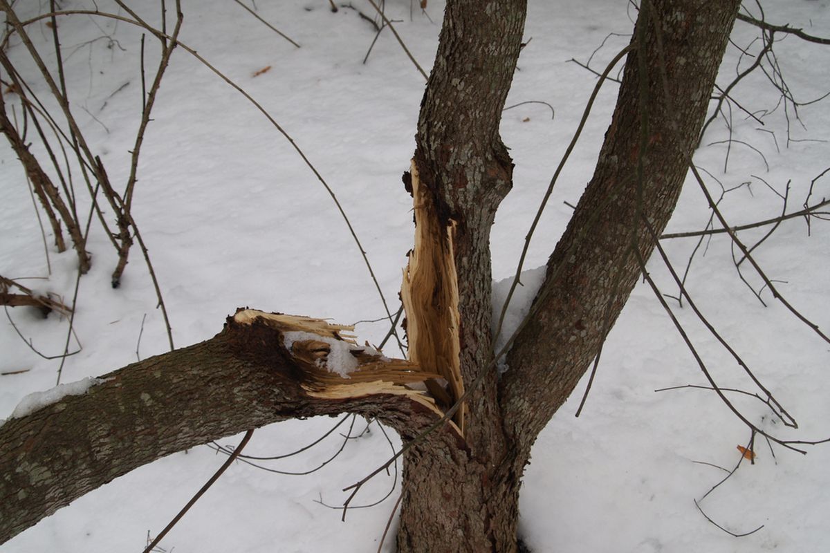 Що можна вдіяти, якщо на вашій ділянці взимку дерево зламалося через вітер. Проблему зі зламаними взимку деревами можна вирішити.