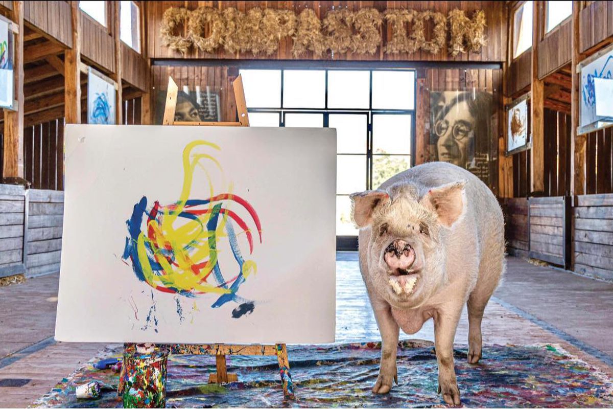 Врятована свиня намалювала картину та заробила господині мільйони. Картина Пігкассо поставила на аукціоні рекорд вартості.