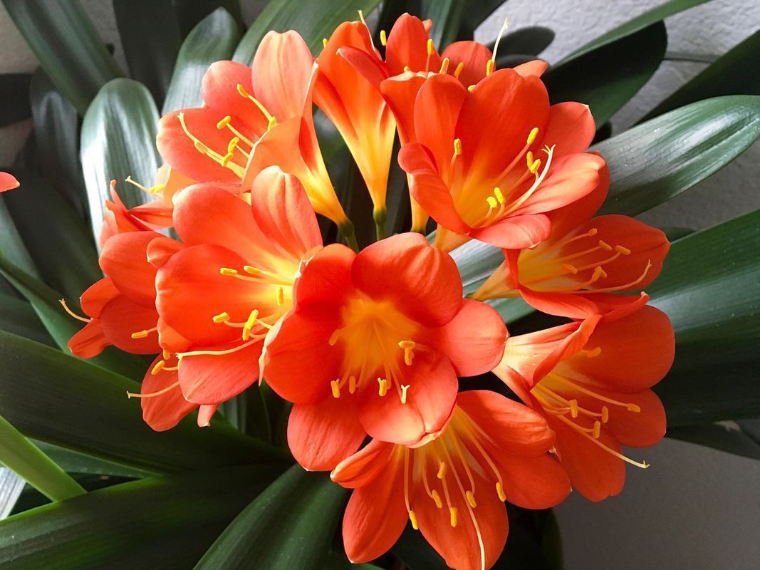 Топ-7 кімнатних квітів, які можна спокійно тримати взимку біля батареї. Деякі кімнатні квіти можна ставити взимку біля батареї.