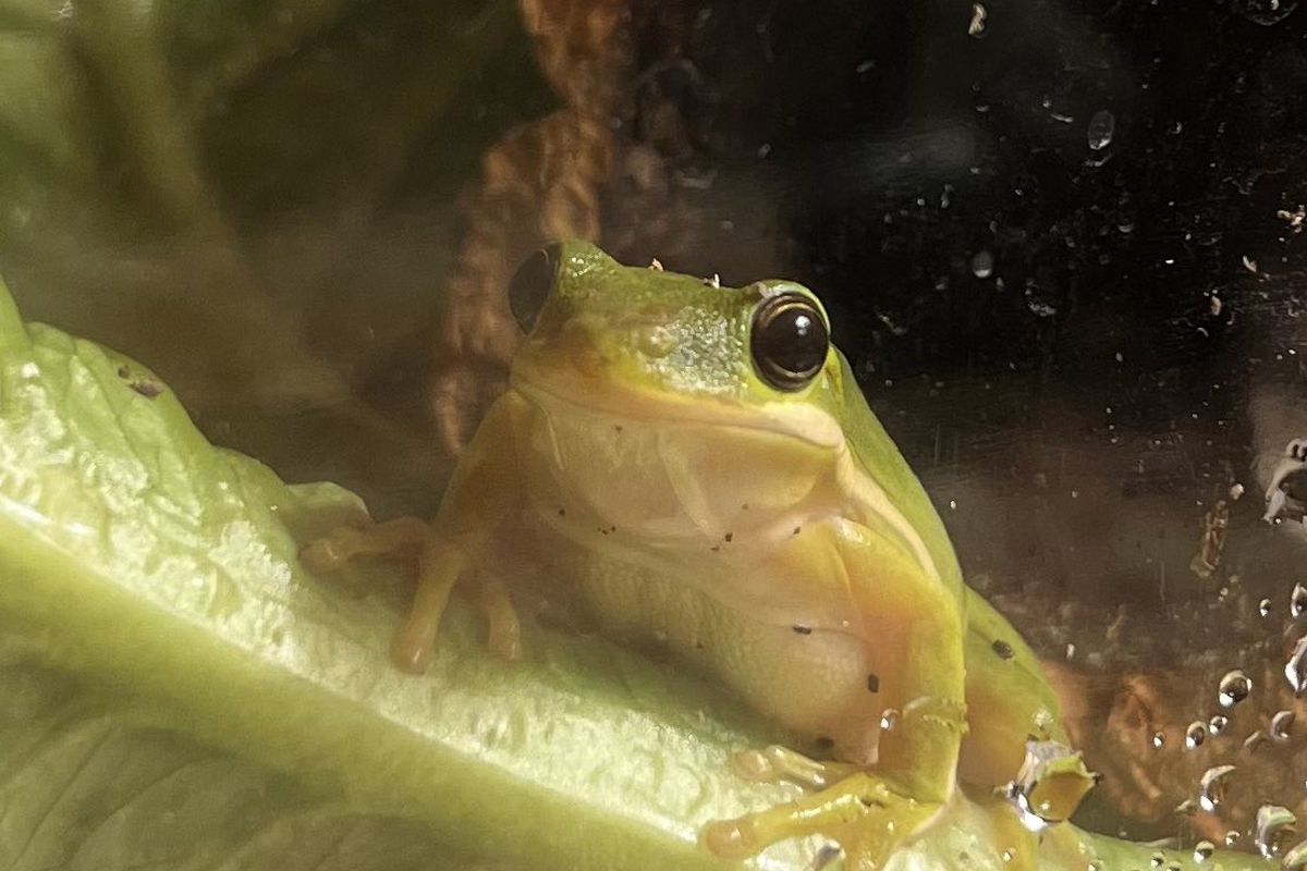 Американець дав притулок зеленій жабці, яку знайшов в готовому салаті з магазину. Малюк зовсім не хотів бути з'їденим.