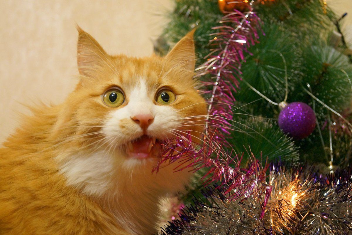 З яких причин кішкам подобається їсти новорічний дощик. Кішки можуть їсти новорічний дощик з різних причин.