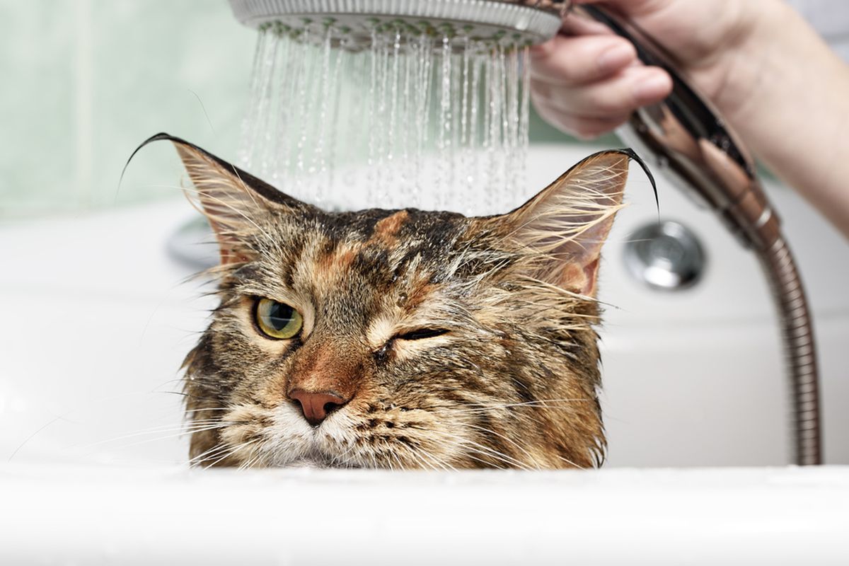 Якими засобами можна помити кішку, якщо вдома немає спеціального шампуню. Для миття кішок існують не лише шампуні.