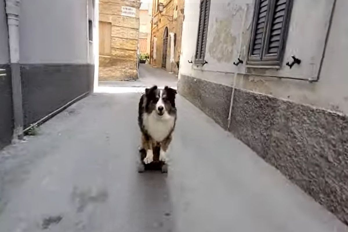 Песик, що розсікає вулицями Італії на скейтборді, став зіркою YouTube. Незвичайні трюки собачки вразили багатьох.
