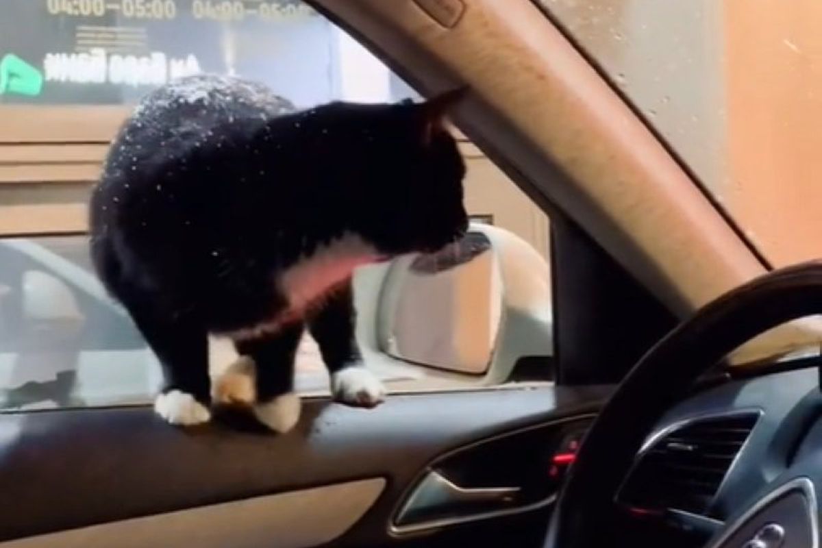 Вуличний кіт вибрав собі господаря, застрибнувши у його автомобіль. Миле і забавне відео.
