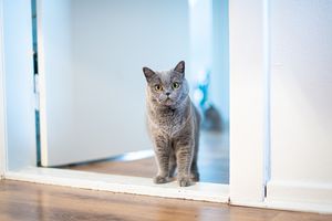 Чому кішка чекає господаря біля дверей