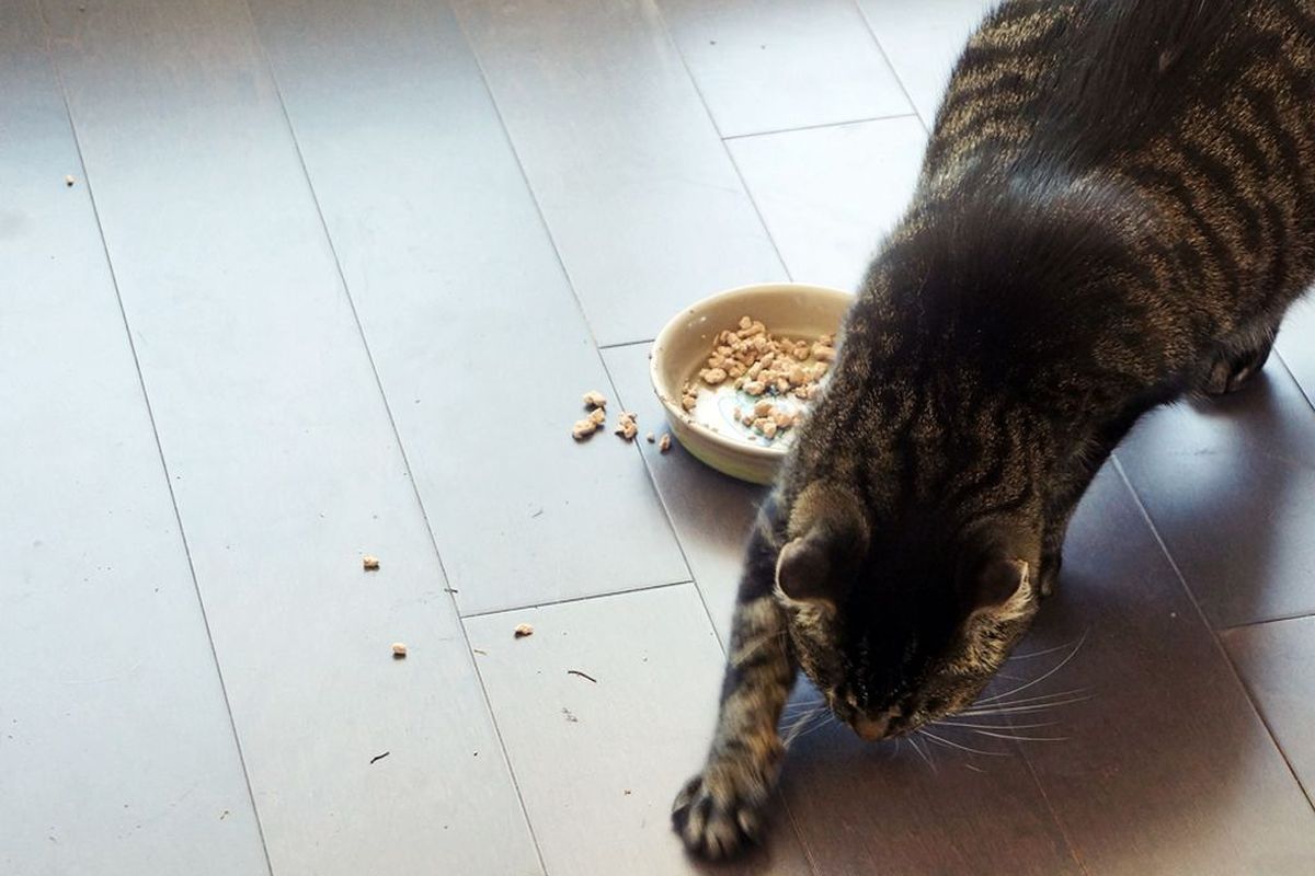 Навіщо кішки вдаються до закопування їжі. У кішок є певні причини для закопування їжі.