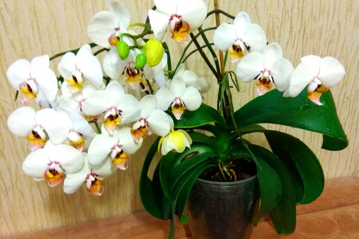 Як і коли потрібно поливати орхідею, щоб вона цвіла і давала здорове коріння. Правильний полив – запорука здоров'я орхідеї.