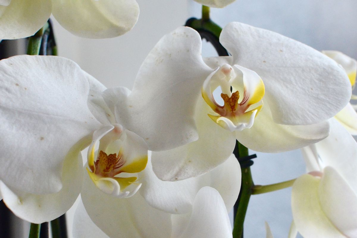 Як змусити орхідею цвісти у будь-який час, навіть не застосовуючи добрива. Простий спосіб.