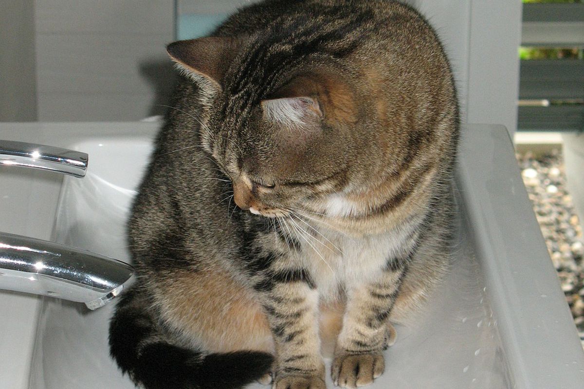 Чому ветеринари не рекомендують регулярно купати кішок. Подряпані руки — лише пів біди.