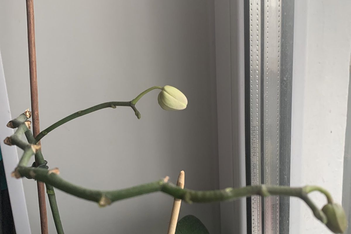 Орхідея скидає бутони і квіти, що не розкрилися: головні помилки в догляді за рослиною. Причини і наслідки, чому орхідеї може бути некомфортно.