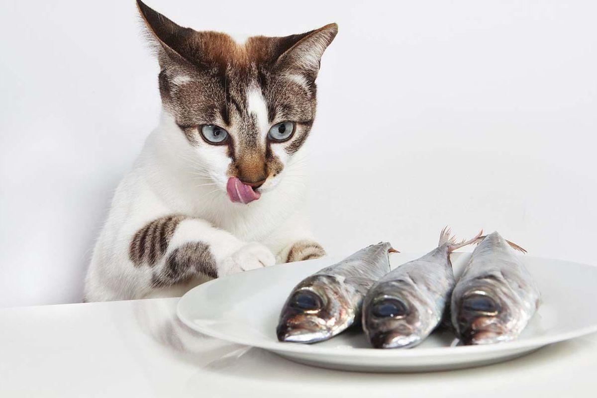 З яких причин годувати кота рибою треба дуже обережно. Не завжди риба є корисною для кішок.