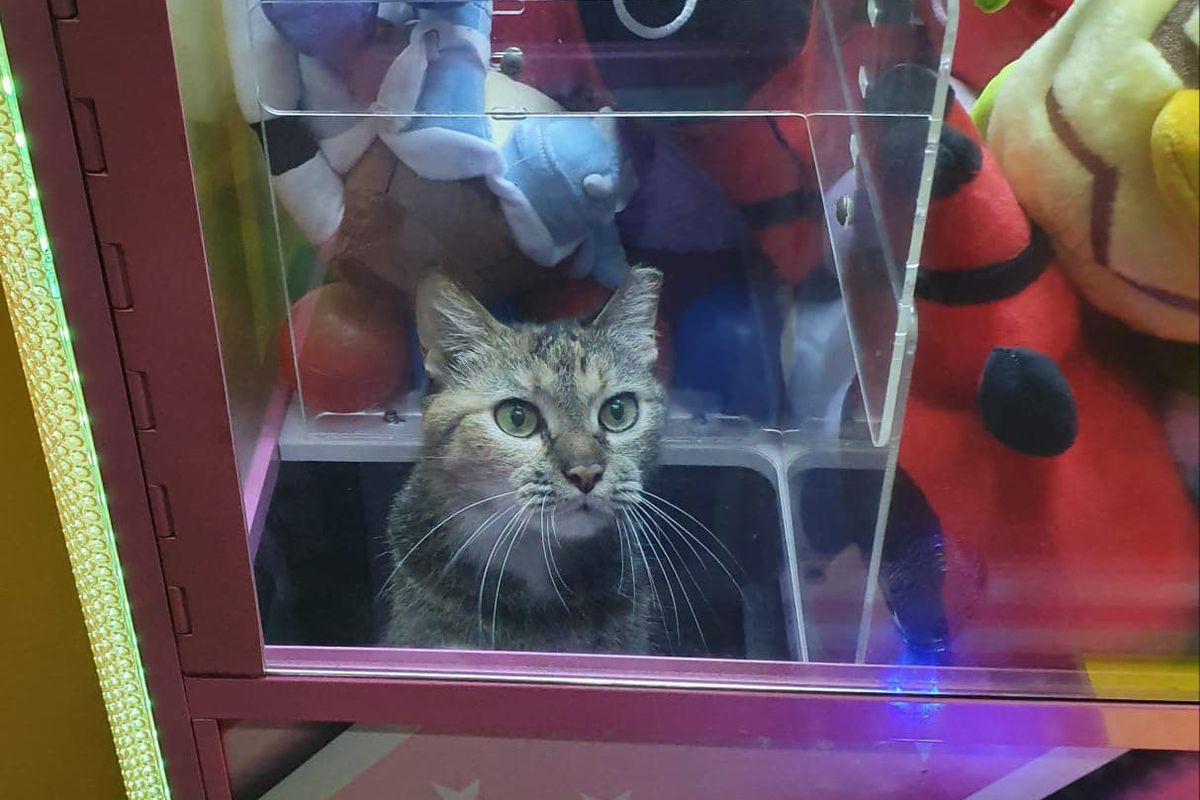 Сінгапурський кіт розсмішив Інтернет, забравшись в автомат з іграшками. Здається йому там сподобалося.