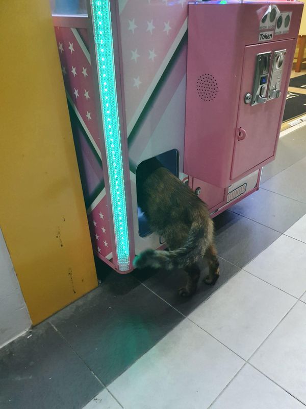 Сінгапурський кіт розсмішив Інтернет, забравшись в автомат з іграшками. Здається йому там сподобалося.