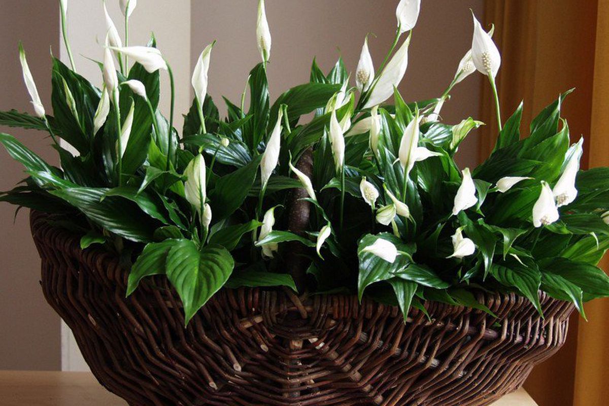 Кімнатні рослини, які можуть видалити цвіль, грибок та конденсат з вашого будинку. Домашні квіти, які роблять повітря чистішим і борються із зайвою вологістю.