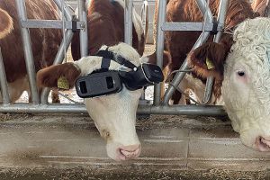 Фермер вирішив збільшити надої своїх корів і купив їм окуляри віртуальної реальності