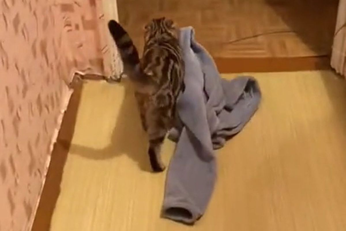 Кіт викрав штани господаря, щоб він не пішов з дому. Подивіться, обхохочетесь!