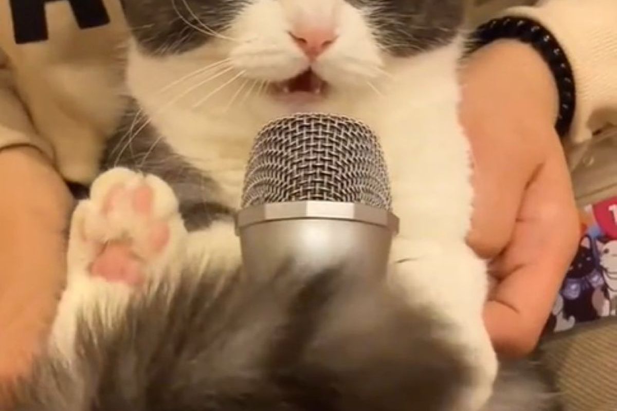 Кіт заспівав у мікрофон, дав фору відомому артисту і зачарував Мережу. Послухайте, який голос!