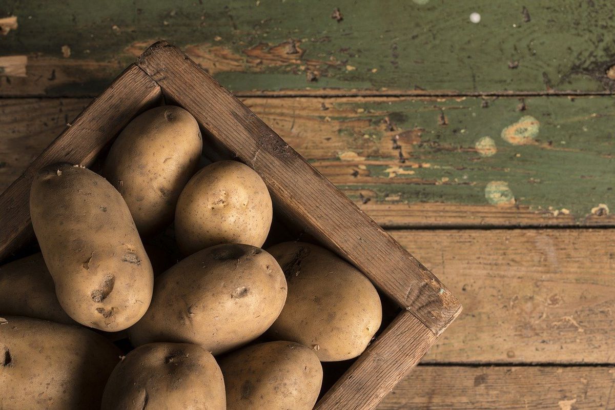 Причини, за якими гниє картопля при зберіганні в підвалі. Перевірені і надійні способи зберегти урожай.