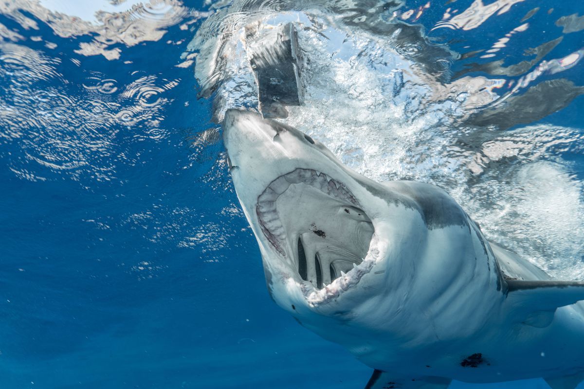 Фахівці встановили, як фази Місяця впливають на агресивність акул. Хижаки активніше атакують в повню.