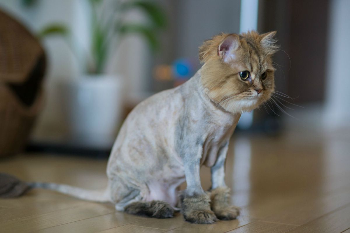 Чому не можна стригти і голити котів. Якими можуть бути наслідки гоління кішки.