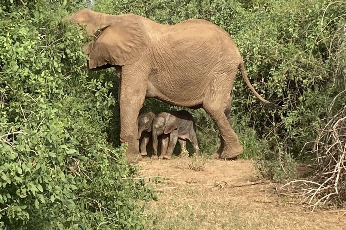 Кенійська слониха народила слоненят-близнюків, що трапляється дуже рідко. За оцінками фахівців, дитинчата виглядають добре.
