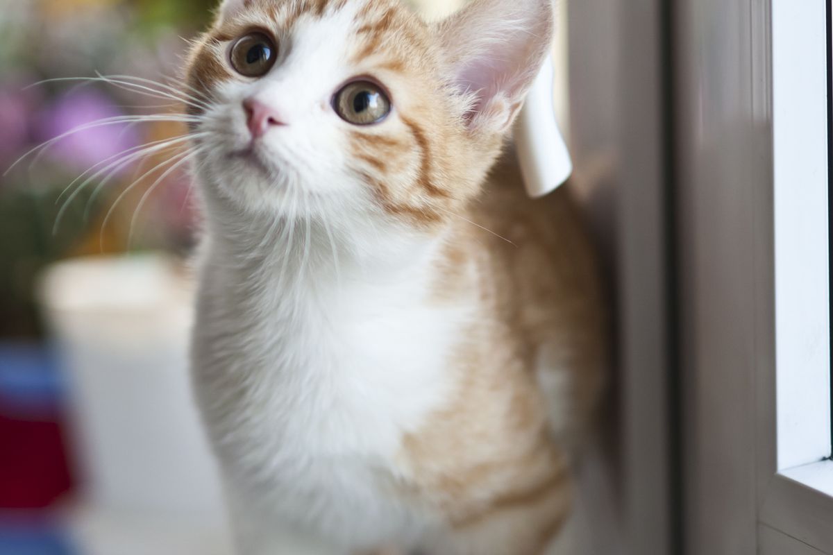 Як кішки заздалегідь дізнаються про прихід господаря додому. Експерти знайшли цікаве пояснення.