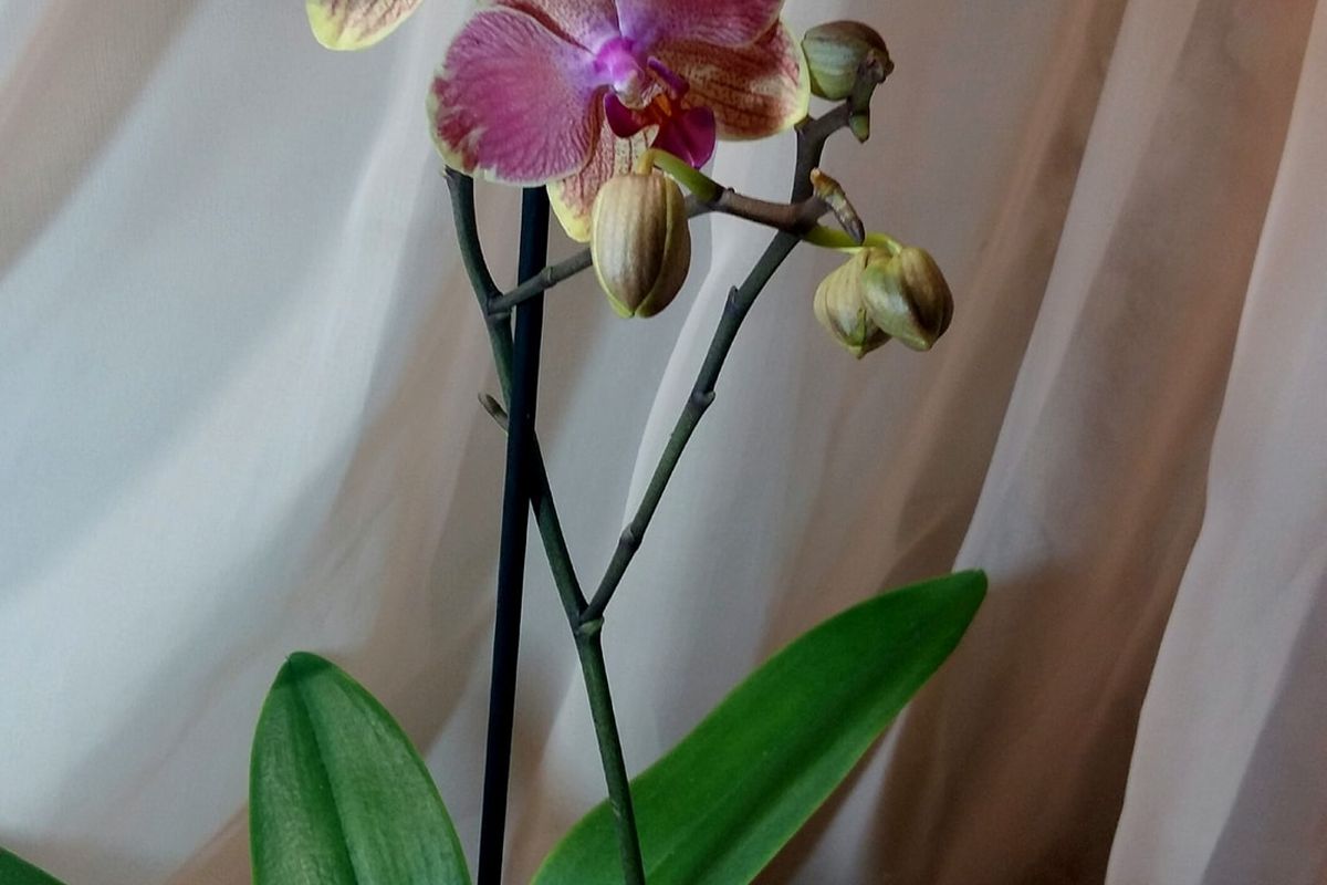 Як реанімувати орхідею з сухим корінням за допомогою звичайної води. Фаленопсис з повністю висохлими корінцями ще порадує цвітінням.