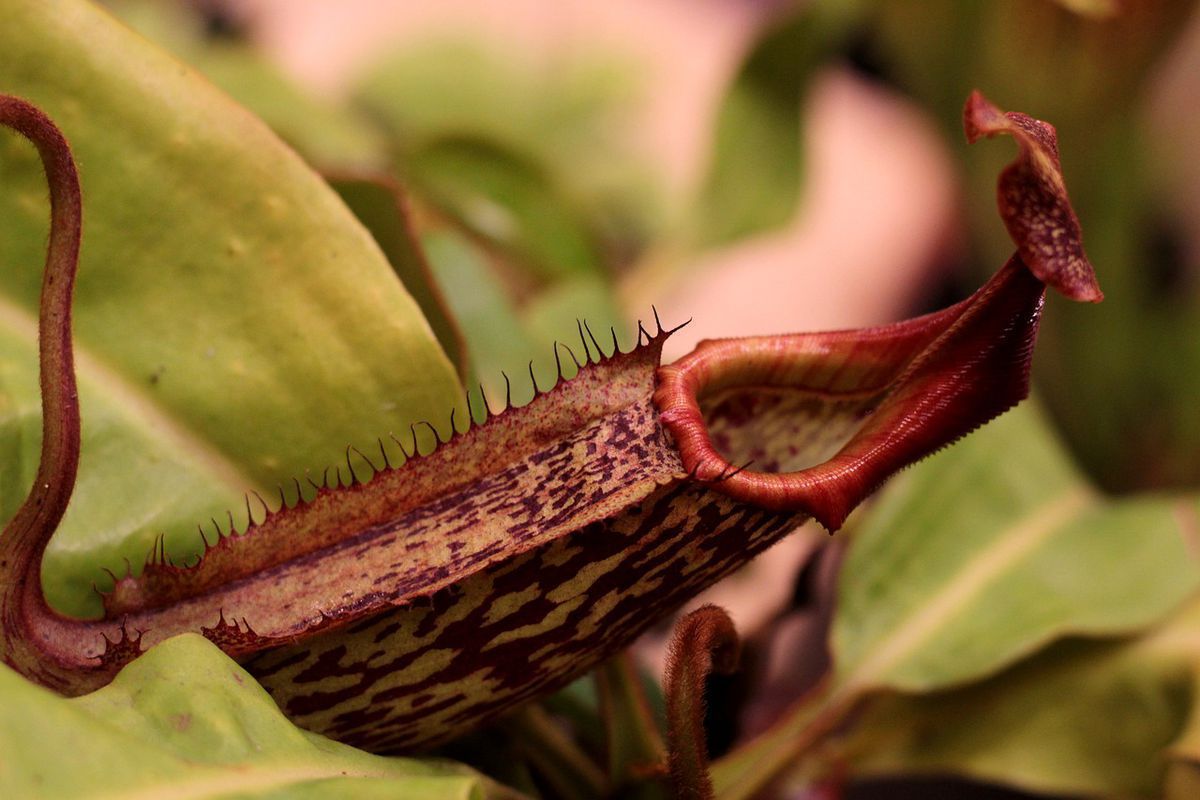 Ці 5 рослин-хижаків можна успішно вирощувати у себе вдома. Деякі рослини-хижаки добре приживаються за домашніх умов.