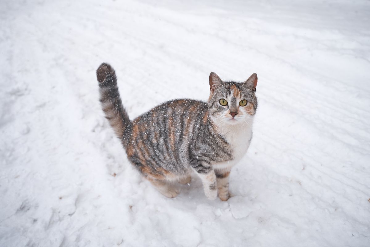 Яким чином зимовий холод відбивається на самопочутті кішок. Інколи зимовий холод може шкодити здоров'ю кішок.