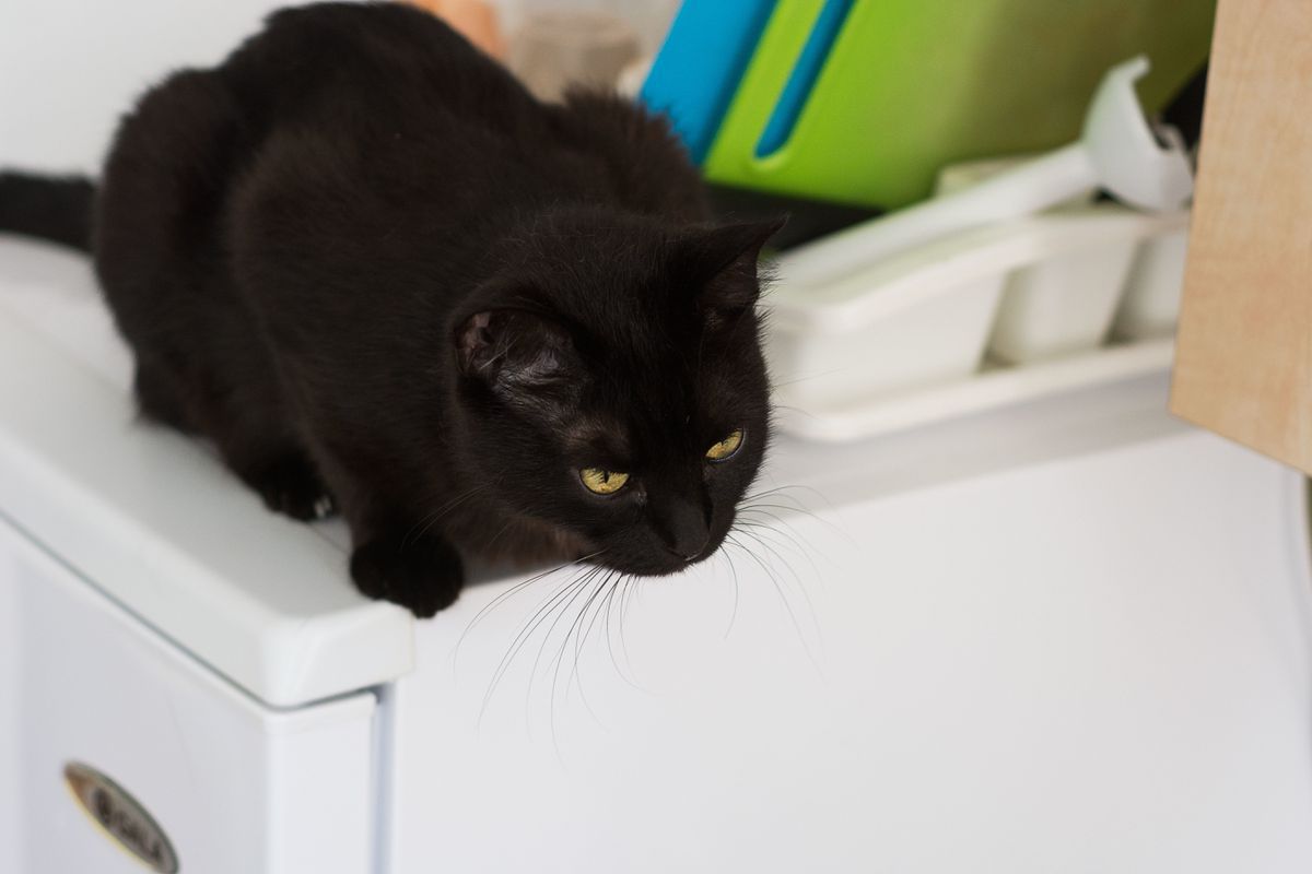 Чи дійсно небезпечно тримати чорну кішку вдома: популярні забобони та прикмети. У різних країнах до утримання чорних кішок вдома ставляться по-різному.