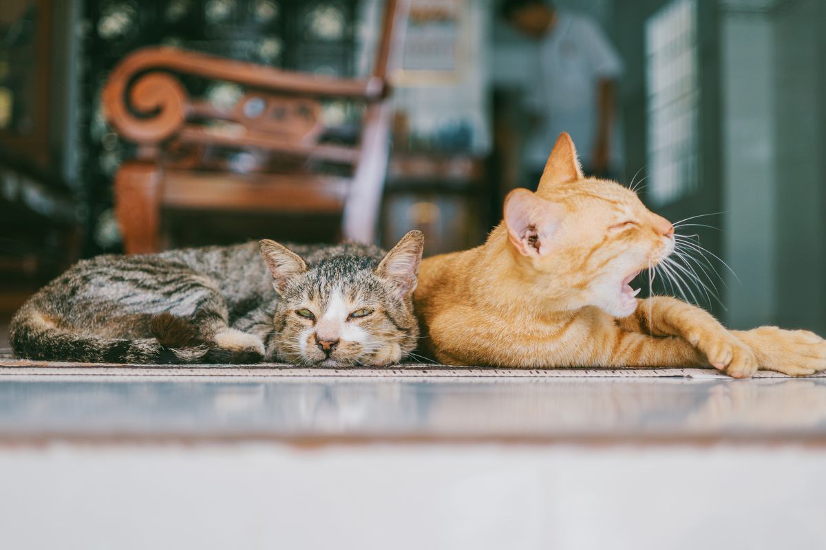 Як кішка може відреагувати на своє доросле кошеня після тривалої розлуки. Під час зустрічі зі своїм дорослим кошеням кішка може поводитись по-різному.