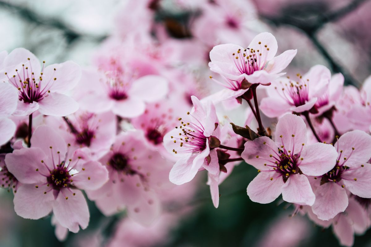 У Великобританії сезон цвітіння зрушив на середину квітня. Вчені попереджають про екологічні ризики, спричинені усуненням природних циклів.