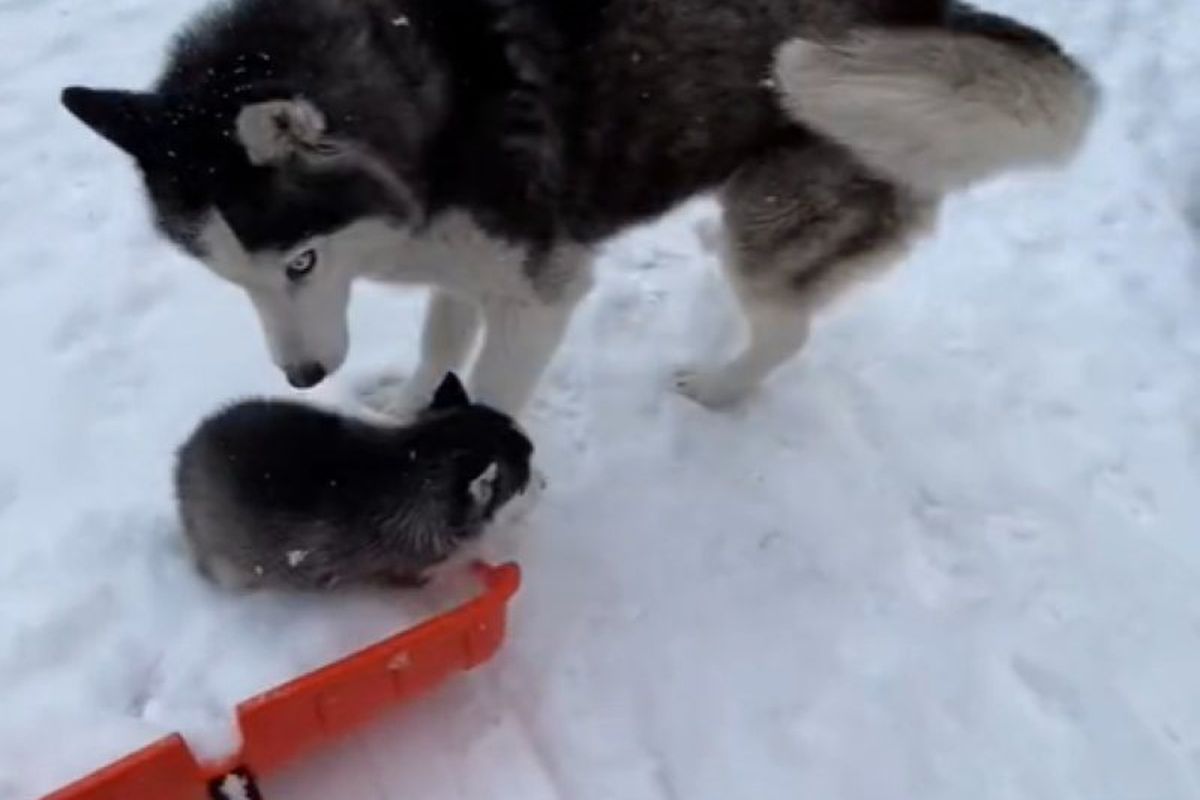 Собачка заборонила своєму цуценяті кататися на лопаті, якою прибирали сніг. Подивіться, як мило!