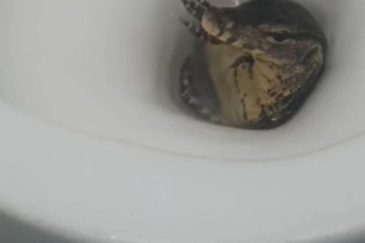 У Таїланді варан виповз з унітаза та налякав британського туриста. Це найдивніша річ, яку чоловік колись знаходив у туалеті.