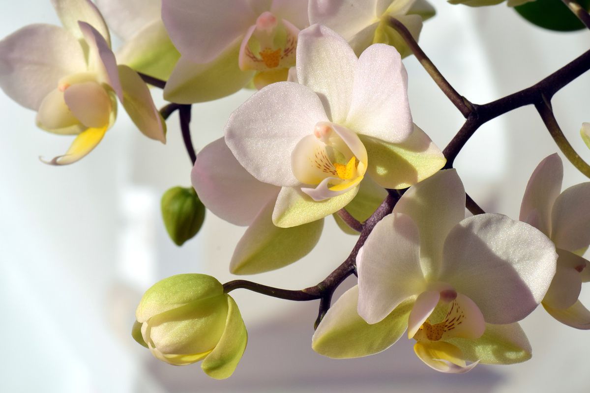 Підживлення з часнику, завдяки якому орхідея випустить відразу два квітконоси. Як приготувати корисну підгодівлю.