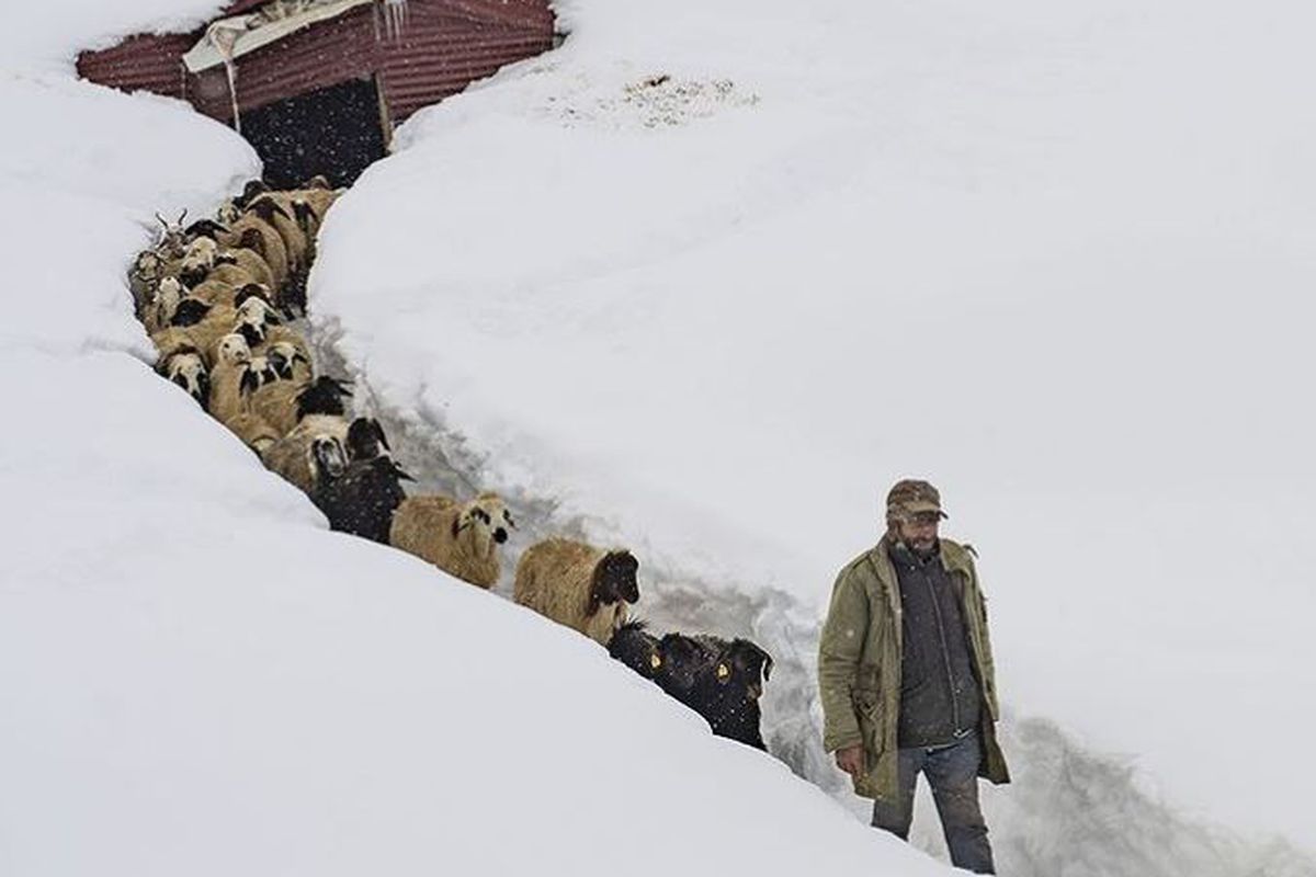 У турецькій провінції фермери вигулюють худобу стежками, прокладеними через двометрові замети. У країні — аномальні холоди та сильні снігопади.