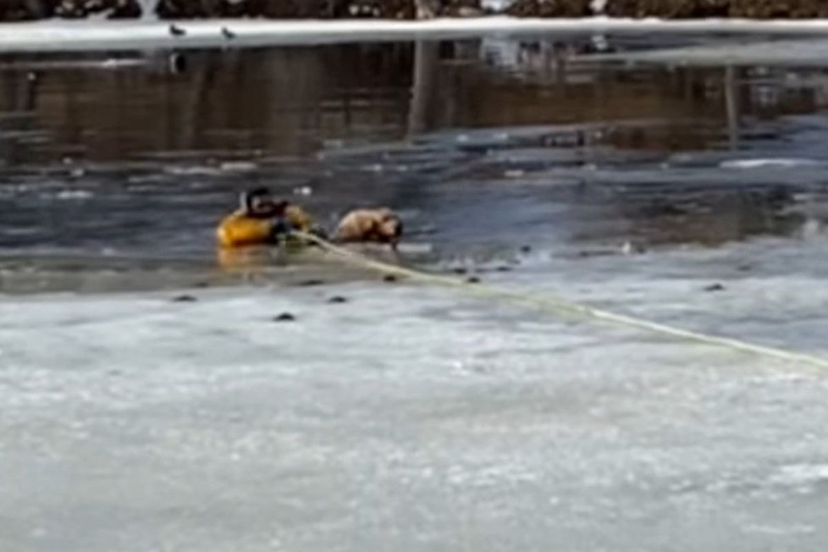 Пожежник врятував собаку, яка погналася за гусаком і провалилася під лід. Драматичний порятунок тварини потрапив на відео.