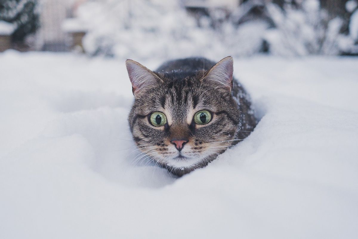 На відео потрапив котик, який обожнює гратися і валятися у снігу. Ролик з хвостатим став вірусним в Мережі.