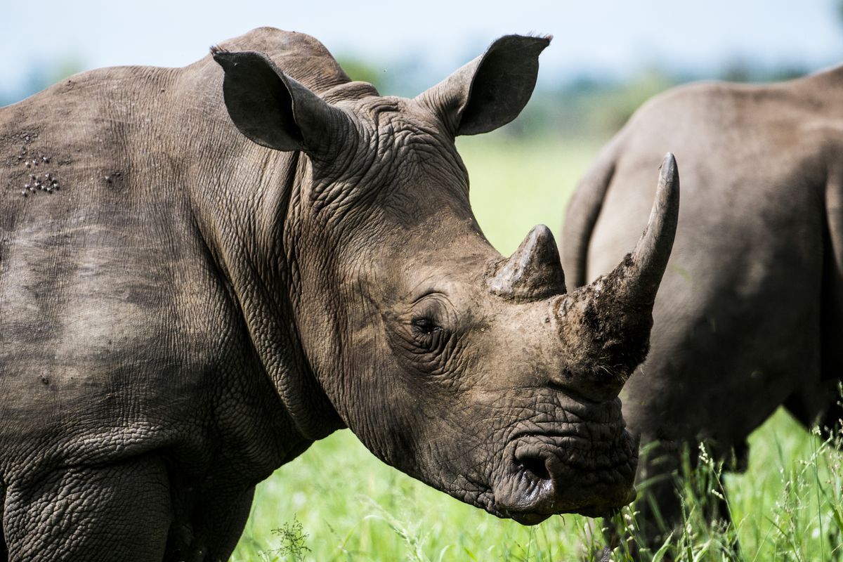 Атомні технології допоможуть врятувати популяцію носорогів. Звучить моторошно, але вчені вважають, що це дозволить ефективніше боротися з браконьєрами.