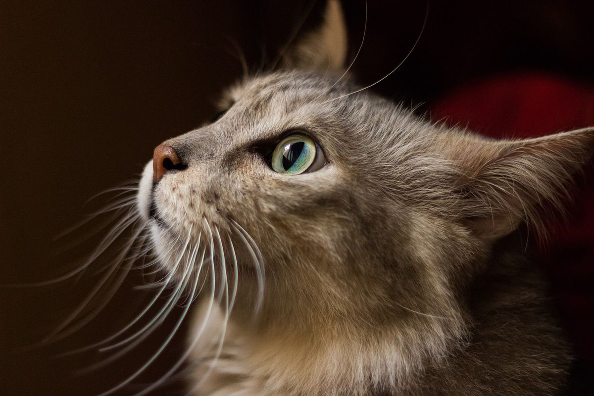 Ненажерливий кіт підірвав TikTok реакцією на звук годівниці. Відео набрало кілька мільйонів переглядів.
