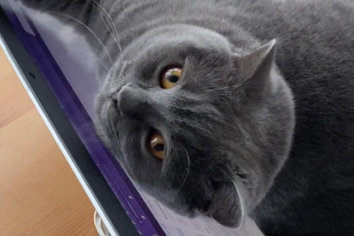 Кіт ліг на ноутбук господаря, як на шезлонг, та розвеселив Інтернет. Пухнастик влаштував міні-відпустку.