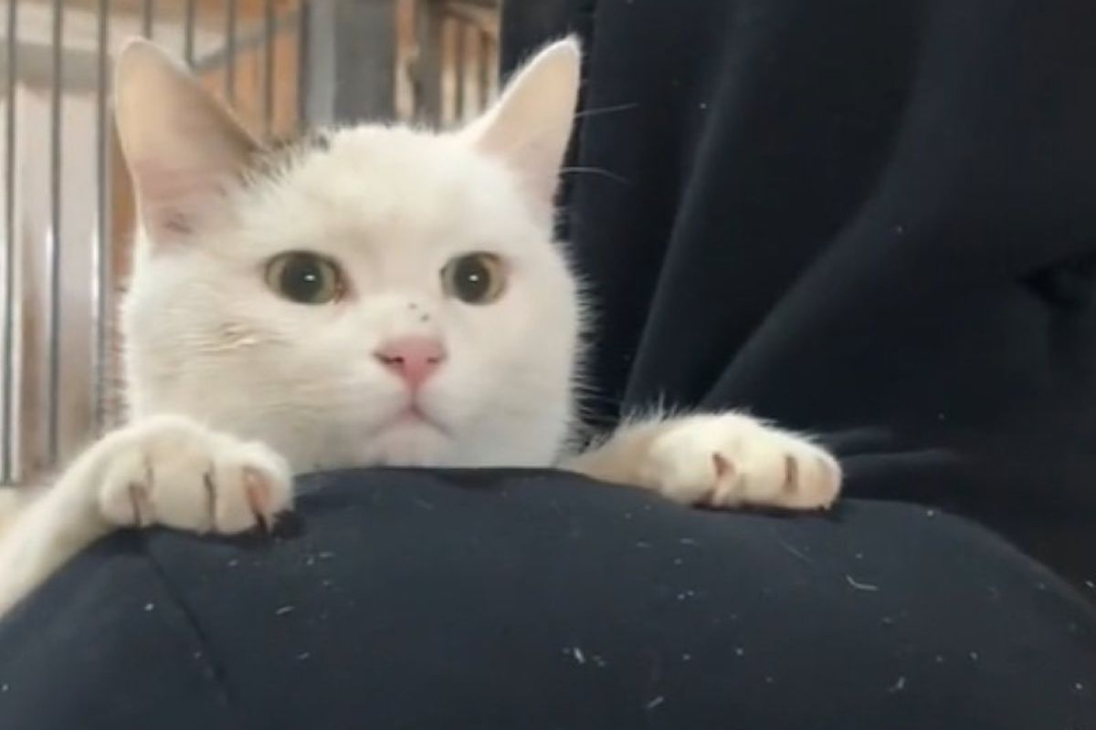 Бездомна кішечка обрала собі господаря і до сліз зворушила Мережу. Блогерка опублікувала зворушливе відео.
