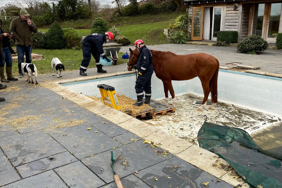 У Британії пожежники врятували коня з порожнього басейну сусіда. Їм довелося побудувати імпровізовані сходи для тварини.